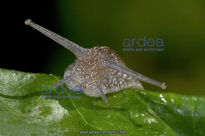 : Garden Snail : Garden Snail