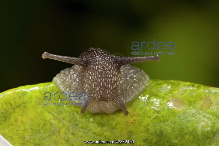 : Garden Snail : Garden Snail