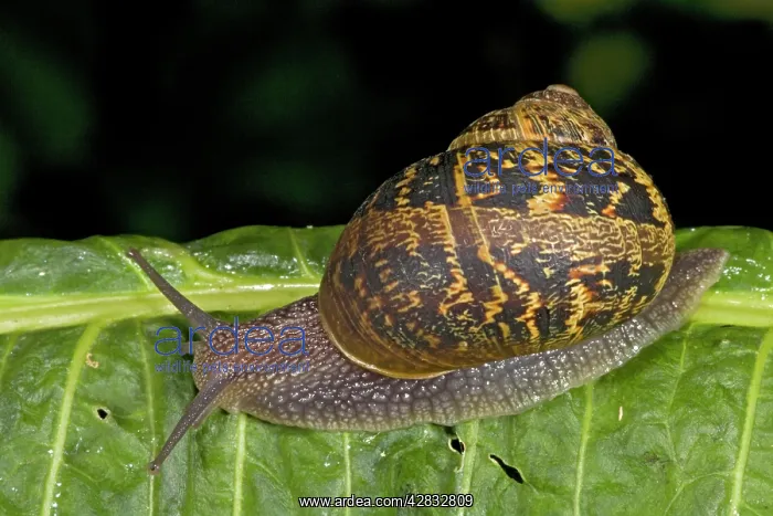  : Garden Snail