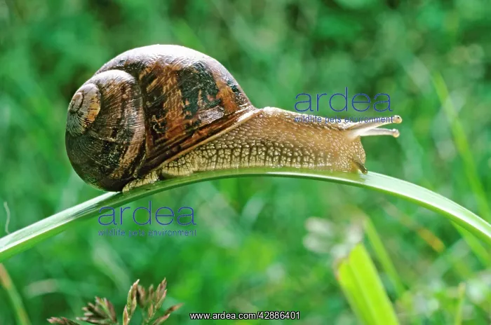  : Garden Snail