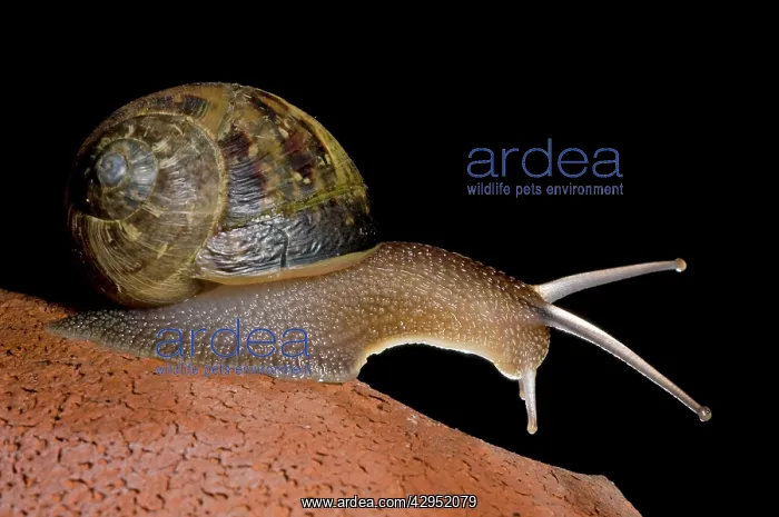 : Garden Snail : Garden Snail