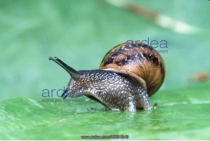 : GARDEN SNAIL : GARDEN SNAIL