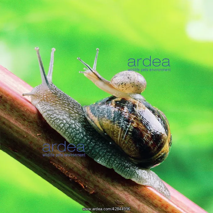: Garden Snail - adult with baby on its back : Garden Snail - adult with baby on its back