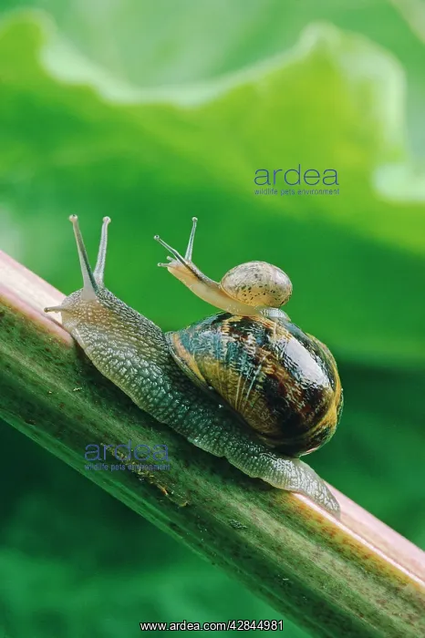 : GARDEN SNAIL - Adult with baby on its back climbing : GARDEN SNAIL - Adult with baby on its back climbing