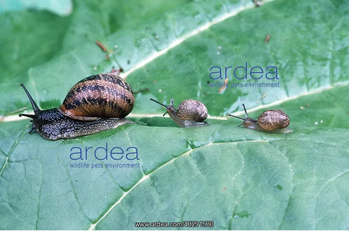 : GARDEN SNAIL - Adult with x2 babies following : GARDEN SNAIL - Adult with x2 babies following