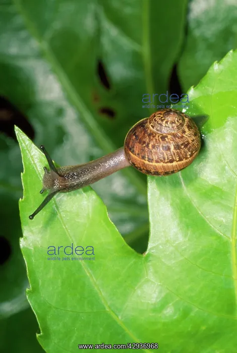 : Garden Snail - crawling over leaves : Garden Snail - crawling over leaves