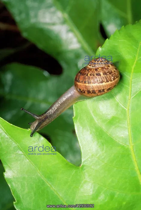 : Garden Snail - crawling over leaves : Garden Snail - crawling over leaves