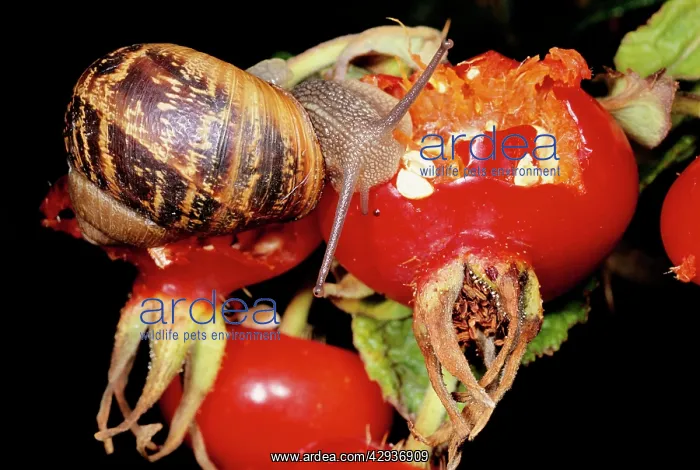 : Garden SNAIL - feeding on Rosehip : Garden SNAIL - feeding on Rosehip