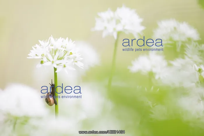 : Garden snail (Helix aspersa aspersa) climbing on : Garden snail (Helix aspersa aspersa) climbing on