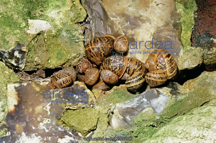 : Garden SNAIL - hibernating group : Garden SNAIL - hibernating group