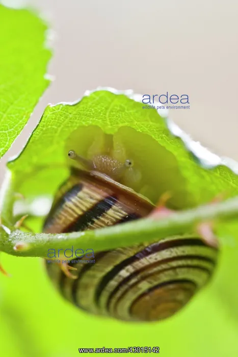 : Garden Snail - hidden under a leaf : Garden Snail - hidden under a leaf
