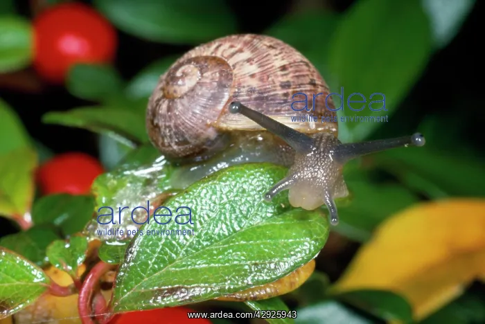 : Garden Snail - juvenile : Garden Snail - juvenile