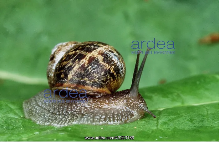: GARDEN SNAIL- ON LEAF : GARDEN SNAIL- ON LEAF