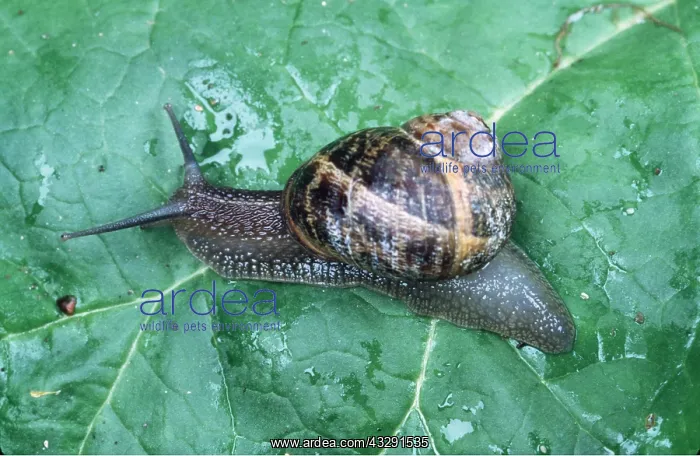 : GARDEN SNAIL - ON LEAF : GARDEN SNAIL - ON LEAF