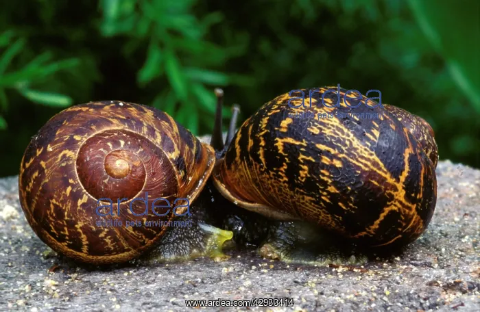 : Garden snail - mating, with discarded 'love dartsI nearby : Garden snail - mating, with discarded 'love dartsI nearby