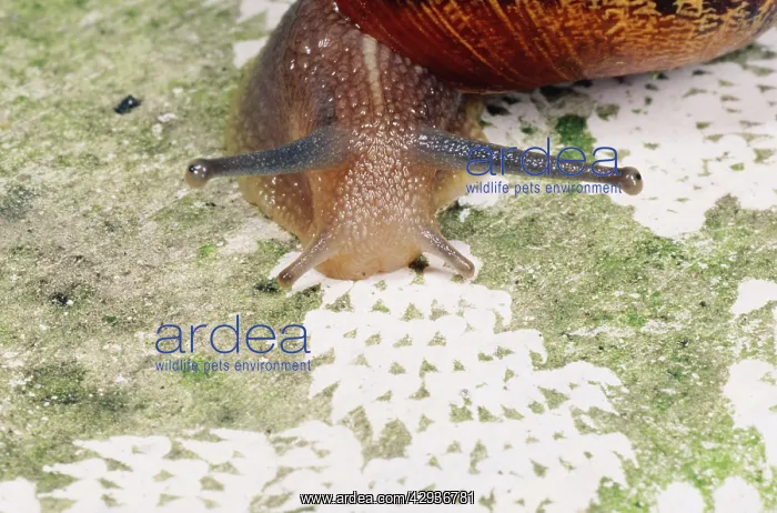 : Garden SNAIL - Patterns made by radula : Garden SNAIL - Patterns made by radula
