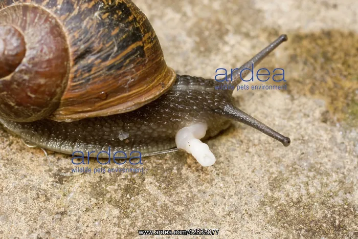 : Garden Snail - showing sex organ post copulation : Garden Snail - showing sex organ post copulation