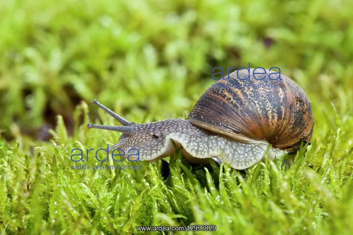: Garden Snail - single adult crawling across moss : Garden Snail - single adult crawling across moss