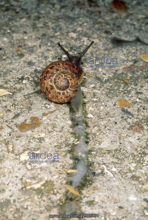 : Garden Snail - Slime trail : Garden Snail - Slime trail