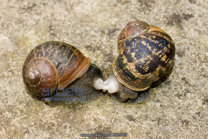 : Garden Snails - copulation - beginning to part : Garden Snails - copulation - beginning to part