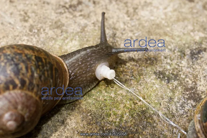 : Garden Snails - copulation - parted showing penis : Garden Snails - copulation - parted showing penis