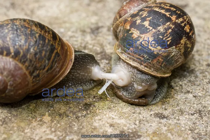 : Garden Snails - copulation - parting showing remains : Garden Snails - copulation - parting showing remains