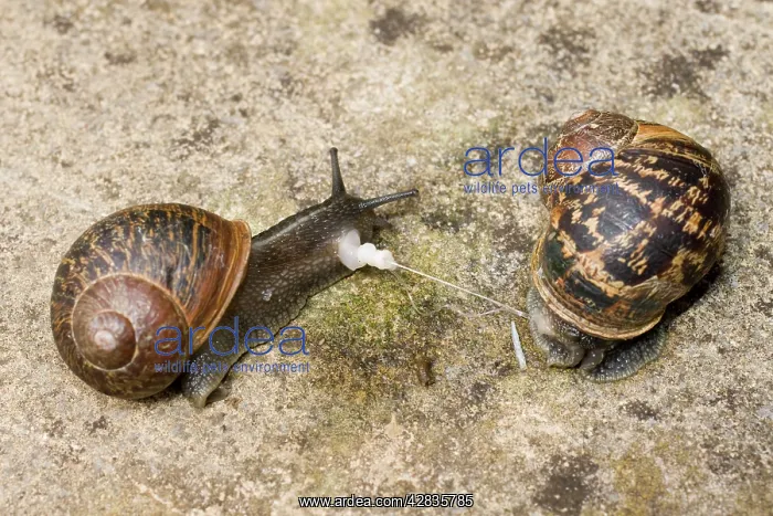: Garden Snails - copulation - parting showing remains : Garden Snails - copulation - parting showing remains