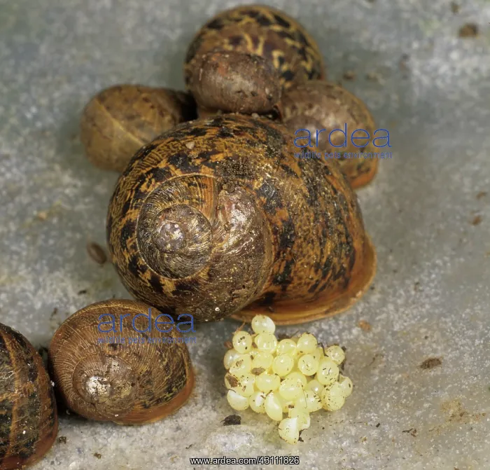 : Garden snails and eggs : Garden snails and eggs