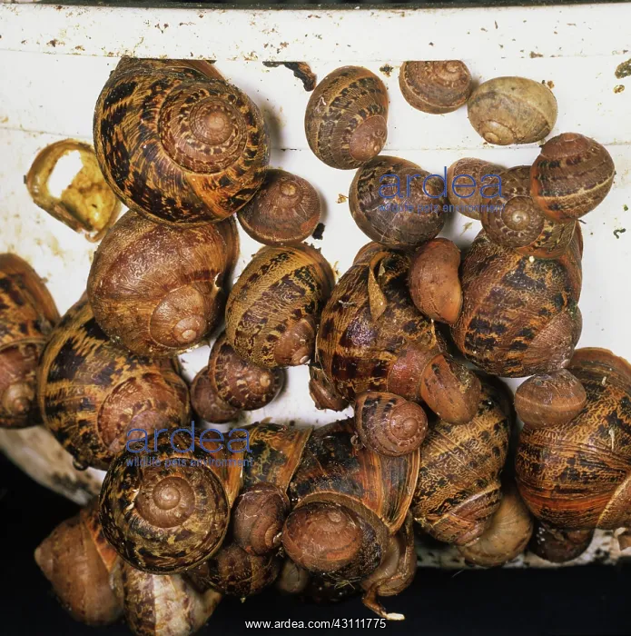 : Garden snails hibernating : Garden snails hibernating