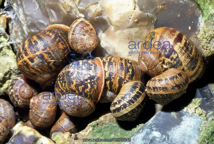 : Garden Snails - hibernating group : Garden Snails - hibernating group