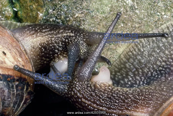 : Garden Snails - mating pair : Garden Snails - mating pair