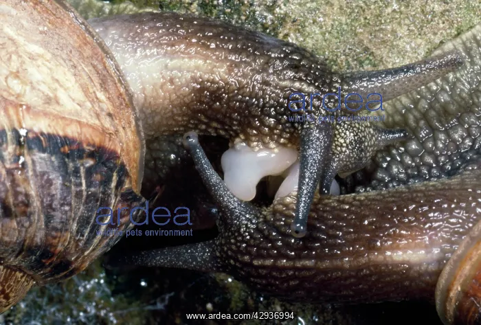 : Garden Snails - mating pair : Garden Snails - mating pair