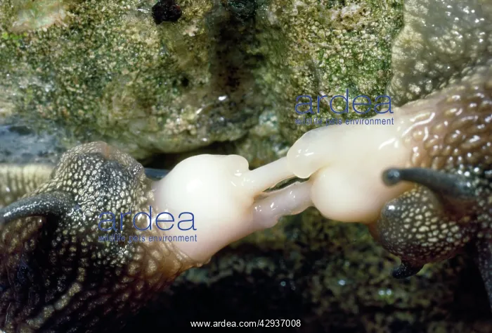 : Garden Snails - pulling apart after sex