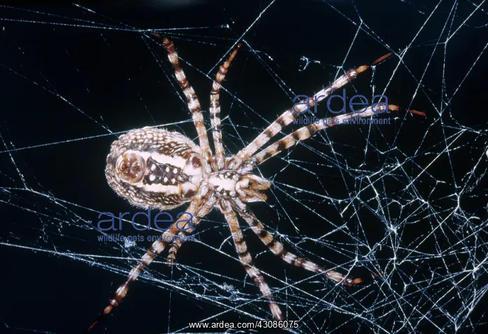 : Garden Spider : Garden Spider