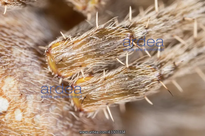  : Garden Spider - Abdomen