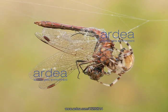 : Garden Spider (Araneus diadematus) catching a V : Garden Spider (Araneus diadematus) catching a V