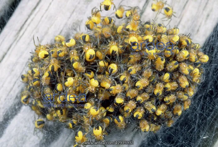 : Garden Spider babies - aggregation : Garden Spider babies - aggregation
