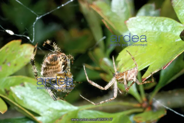 : Garden Spider - courtship - male on the right female : Garden Spider - courtship - male on the right female