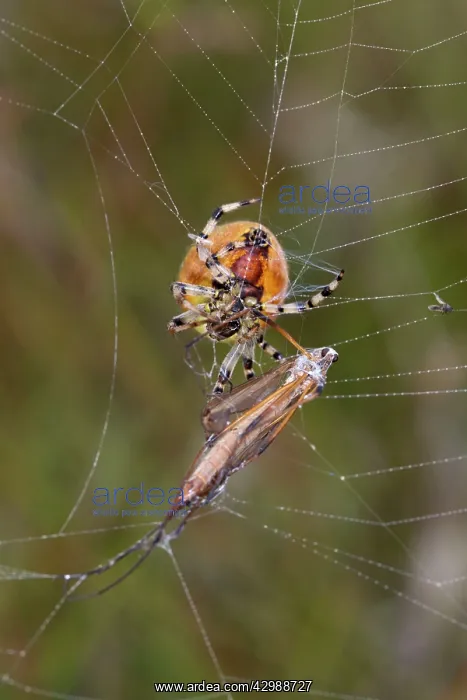 : Garden Spider - with Crane Fly prey in web : Garden Spider - with Crane Fly prey in web