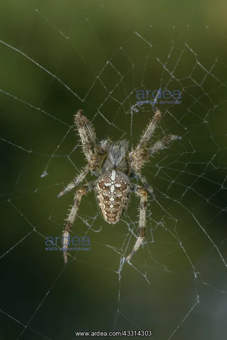 : Garden spider, or diadem spider, Araneus diadema : Garden spider, or diadem spider, Araneus diadema
