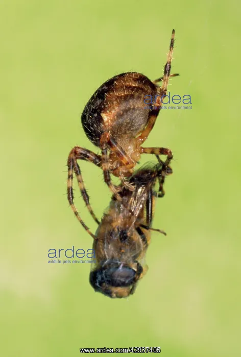 : Garden Spider - eating a fly : Garden Spider - eating a fly