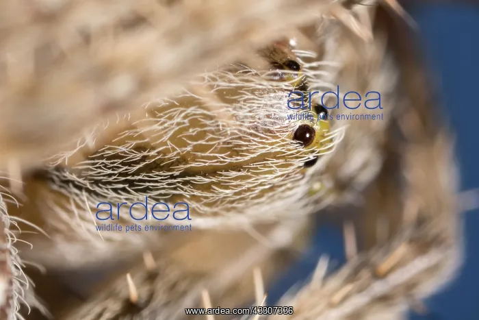  : Garden Spider - Eyes