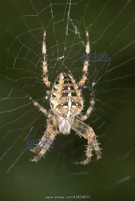 : Garden Spider - Female at centre of Web : Garden Spider - Female at centre of Web