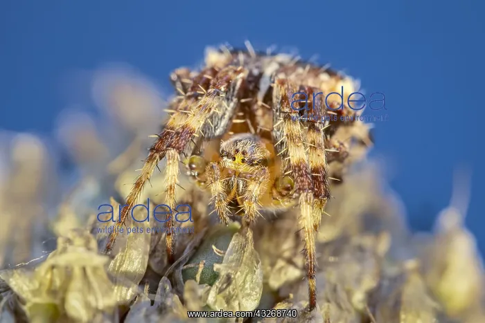  : Garden Spider - Norfolk UK