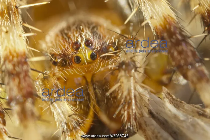 : Garden Spider - Norfolk UK : Garden Spider - Norfolk UK