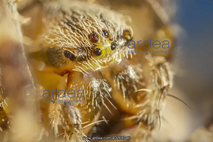 : Garden Spider - Norfolk UK : Garden Spider - Norfolk UK