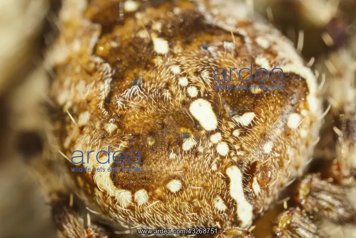 : Garden Spider - Norfolk UK : Garden Spider - Norfolk UK