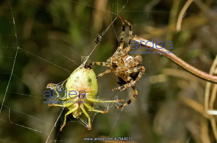 : Garden Spider - and Prey : Garden Spider - and Prey