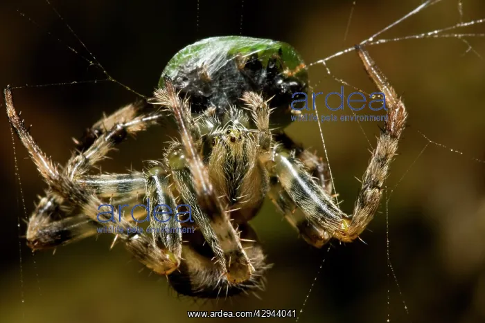 : Garden Spider - and Prey : Garden Spider - and Prey