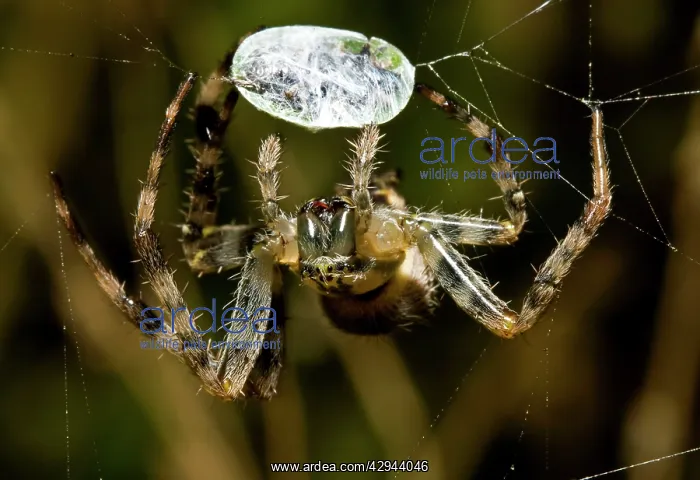 : Garden Spider - And Prey : Garden Spider - And Prey